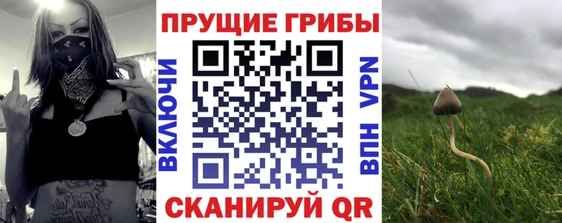 Купить где  Кыштым  Псилоцибиновые грибы Psilocybine cubensis 